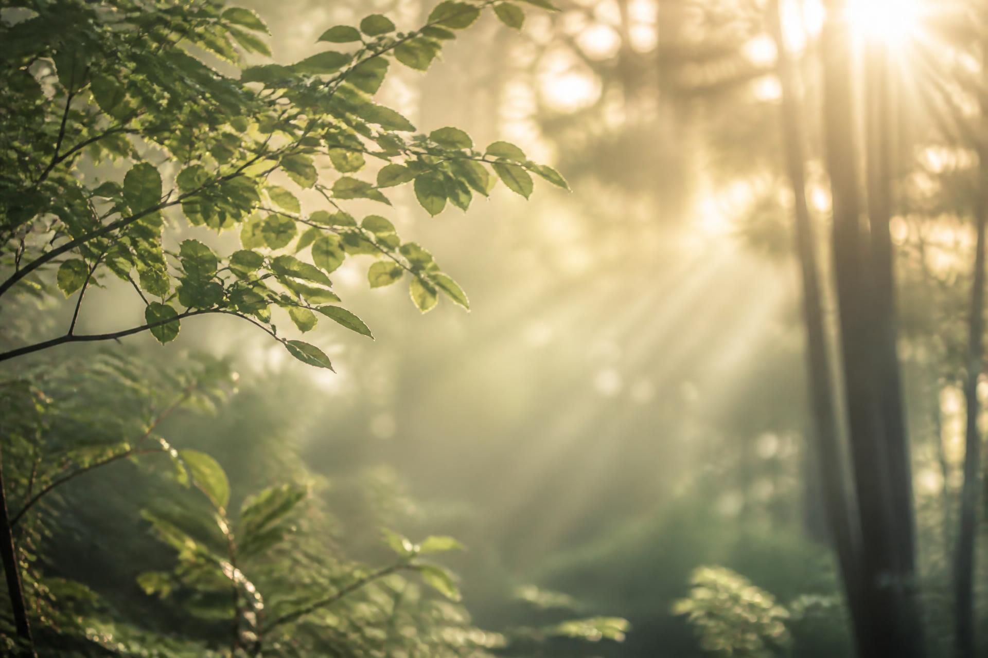 Soft morning light falling through green leaves in a quiet forest
